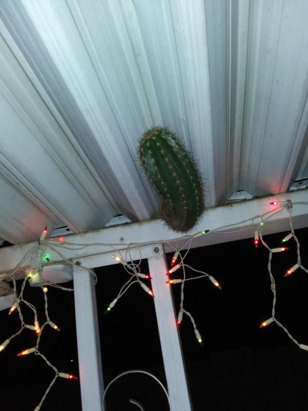 hedgehog cactus