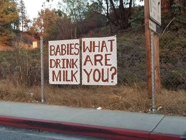 sign - Babies What Drink Are Milk You?