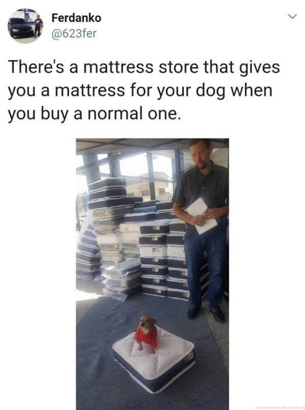 dog mattress meme - Ferdanko There's a mattress store that gives you a mattress for your dog when you buy a normal one.