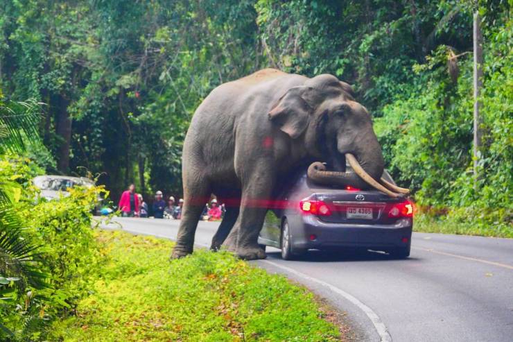elephant crushes car - an