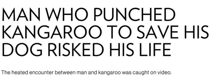 manchester city council - Man Who Punched Kangaroo To Save His Dog Risked His Life The heated encounter between man and Kangaroo was caught on video.