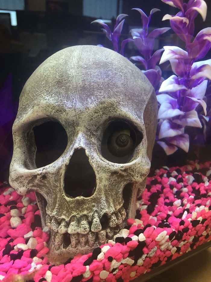 skull in a fish tank