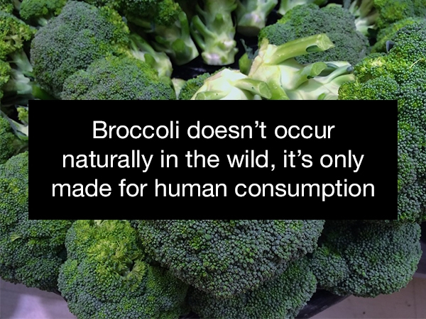 Broccoli doesn't occur naturally in the wild, it's only made for human consumption