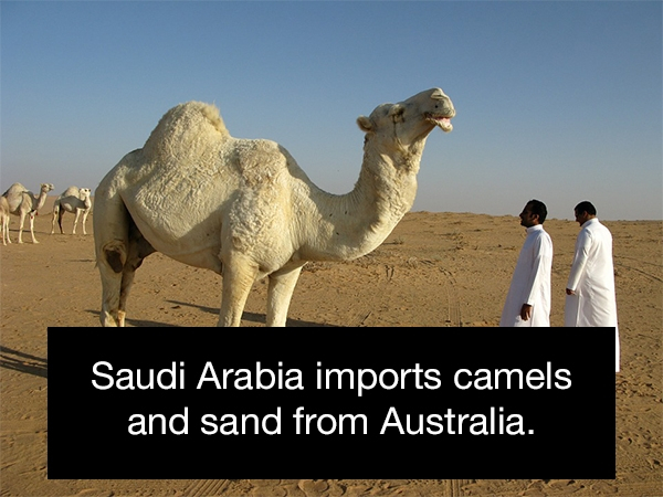 saudi arabia national animal - Saudi Arabia imports camels and sand from Australia.