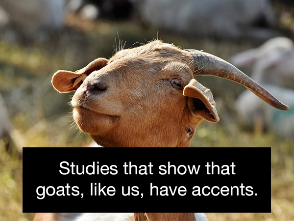 Goat - Studies that show that goats, us, have accents.