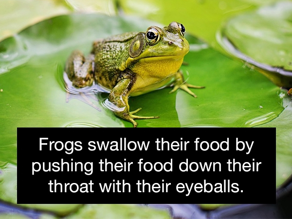 frog on lily pad - Frogs swallow their food by pushing their food down their throat with their eyeballs.