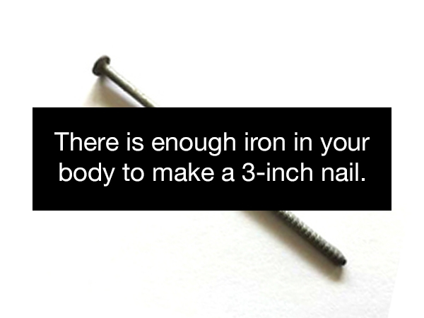 There is enough iron in your body to make a 3inch nail.