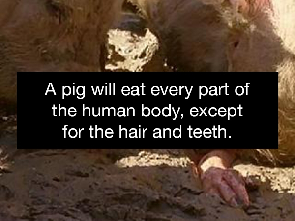 soil - A pig will eat every part of the human body, except for the hair and teeth.