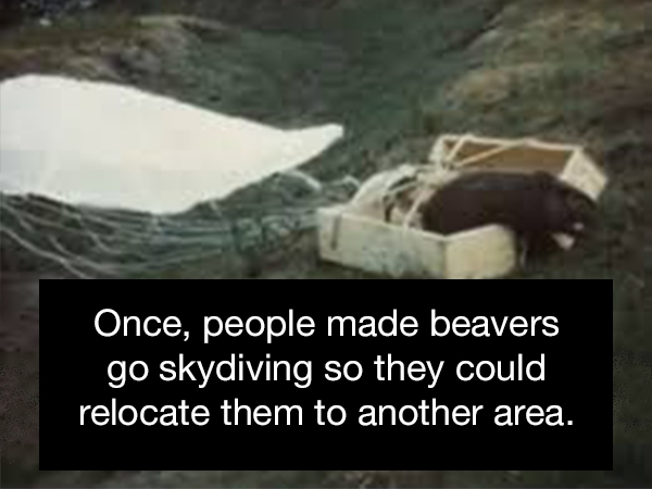 parachuting beavers - Once, people made beavers go skydiving so they could relocate them to another area.