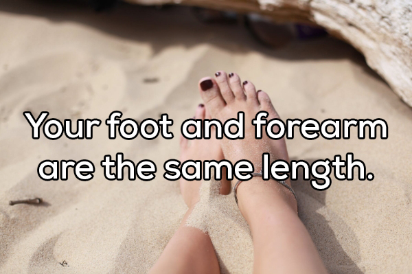 toe - Your foot and forearm are the same length.