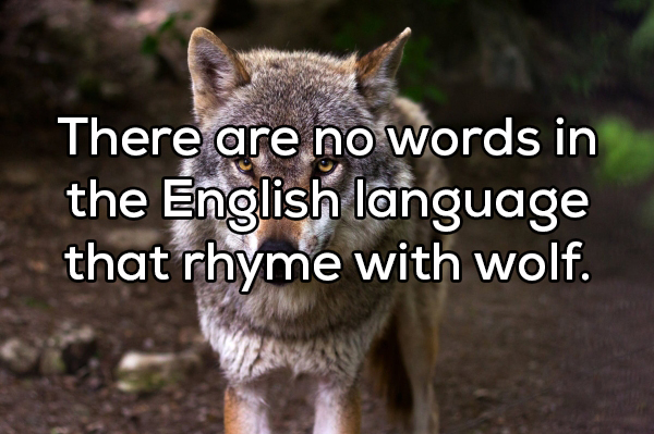 There are no words in the English language that rhyme with wolf.