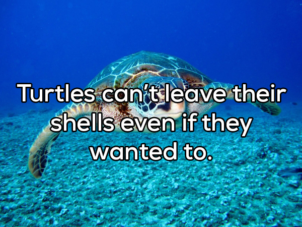 baby sea turtles - Turtles cant leave their shells even if they wanted to.