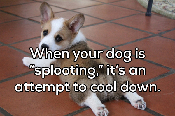 cute dogs corgi - When your dog is "splooting," it's an attempt to cool down.