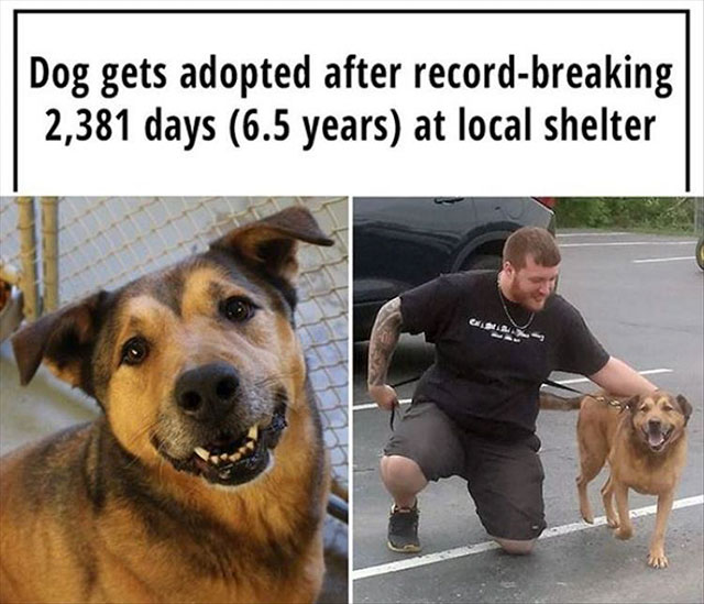 higgins the shelter dog - Dog gets adopted after recordbreaking 2,381 days 6.5 years at local shelter