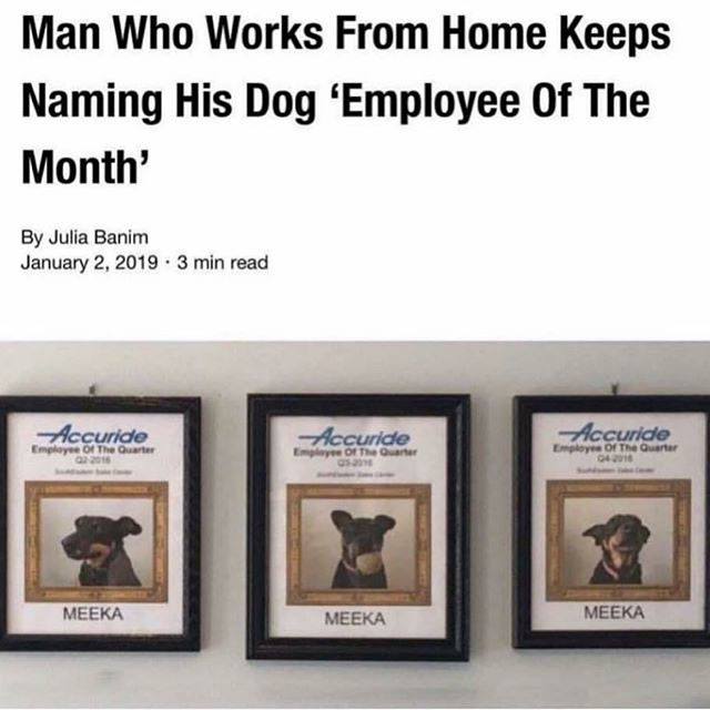 dog employee of the month - Man Who Works From Home Keeps Naming His Dog Employee Of The Month By Julia Banim . 3 min read Accuride Employee of The Quarter Accuride Employee of the Quarter Accuride Employee Of The Quarter 04.2016 Meeka Meeka Meeka