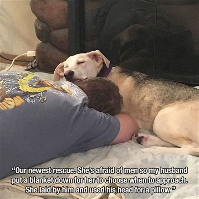 photo caption - "Our newest rescue. She's afraid of men so my husband put a blanket down for her to choose when to approach. She laid by him and used his head for a pillow