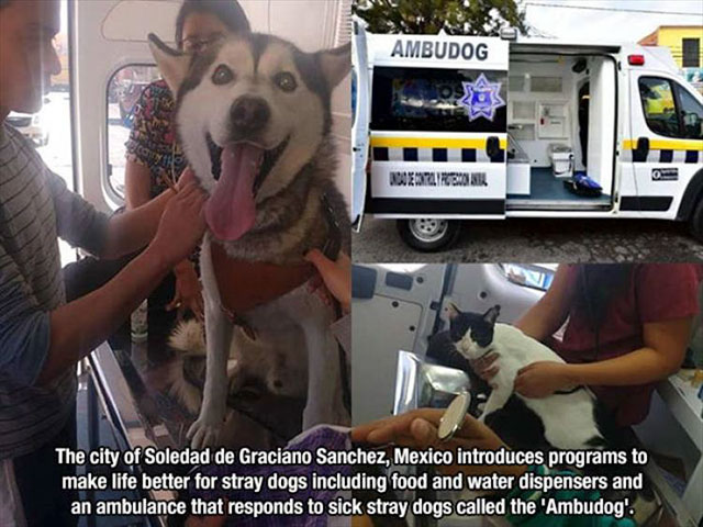 Ambudog 10. Ebook The city of Soledad de Graciano Sanchez, Mexico introduces programs to make life better for stray dogs including food and water dispensers and an ambulance that responds to sick stray dogs called the 'Ambudog'.