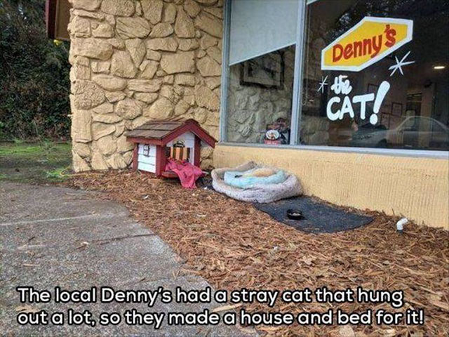 meme restoring faith in humanity - Dennus K ! The local Denny's had a stray cat that hung. out a lot, so they made a house and bed for it!