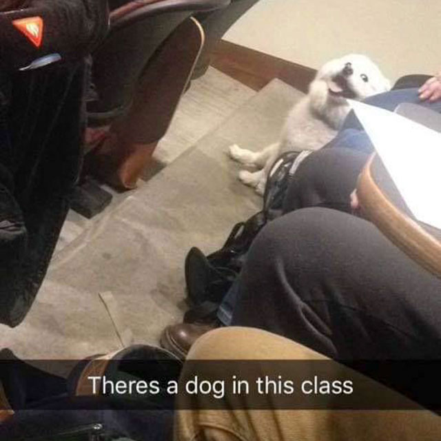 theres a dog in this class - Theres a dog in this class