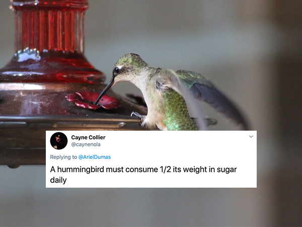 hummingbird - Cayne Collier A hummingbird must consume 12 its weight in sugar daily