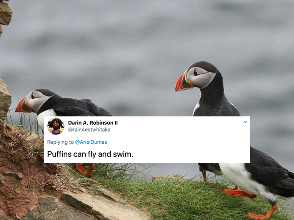 Atlantic puffin - Darin A. Robinson Ii Puffins can fly and swim.