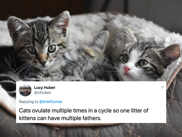 sweet kittens - Lucy Huber Cats ovulate multiple times in a cycle so one litter of kittens can have multiple fathers.