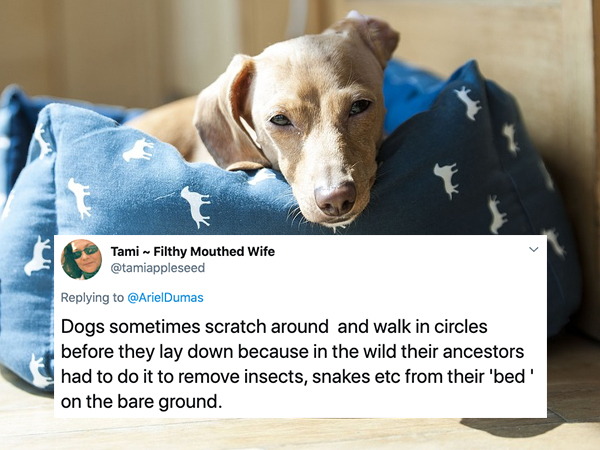 Tami Filthy Mouthed Wife Dogs sometimes scratch around and walk in circles before they lay down because in the wild their ancestors had to do it to remove insects, snakes etc from their 'bed' on the bare ground.