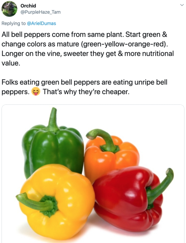 vegetables capsicum - Orchid Haze_Tam All bell peppers come from same plant. Start green & change colors as mature greenyelloworangered. Longer on the vine, sweeter they get & more nutritional value. Folks eating green bell peppers are eating unripe bell 