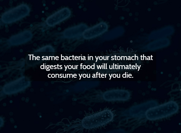 atmosphere - The same bacteria in your stomach that digests your food will ultimately consume you after you die.