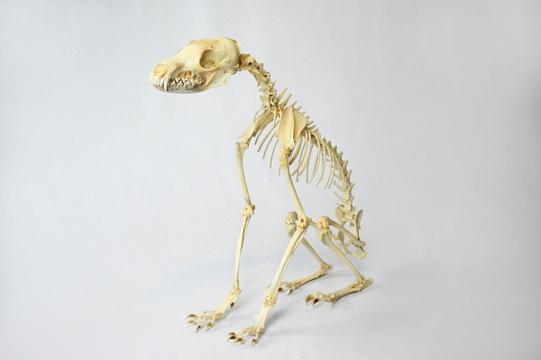 red fox skeleton