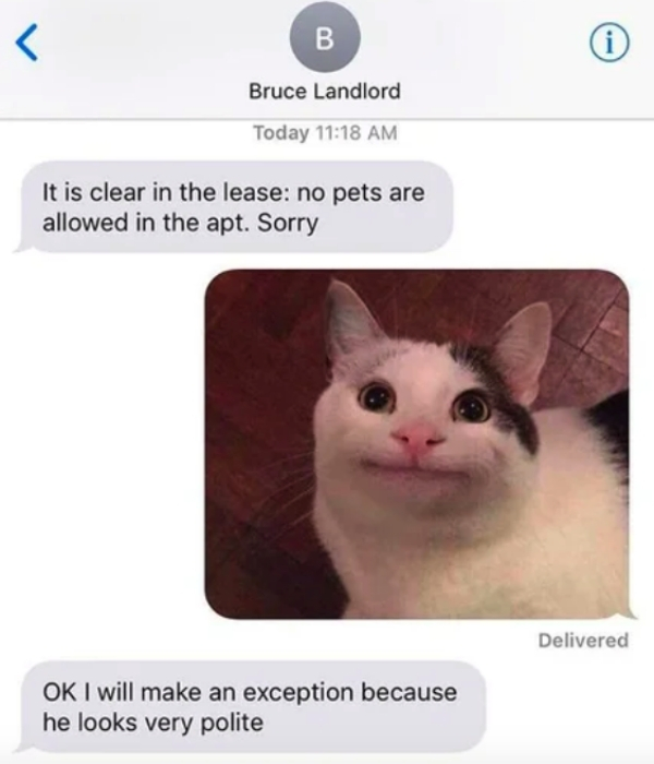 meme polite cat - B Bruce Landlord Today It is clear in the lease no pets are allowed in the apt. Sorry Delivered Ok I will make an exception because he looks very polite