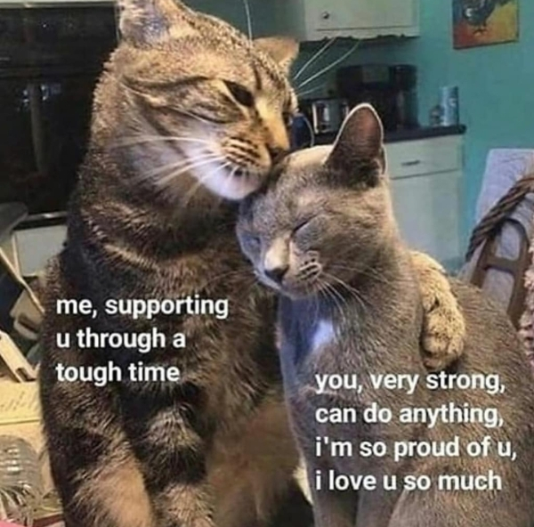 wholesome cat memes - me, supporting u through a tough time you, very strong, can do anything i'm so proud of u, i love u so much