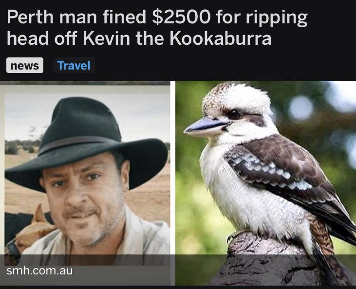 kookaburra - Perth man fined $2500 for ripping head off Kevin the Kookaburra news Travel smh.com.au