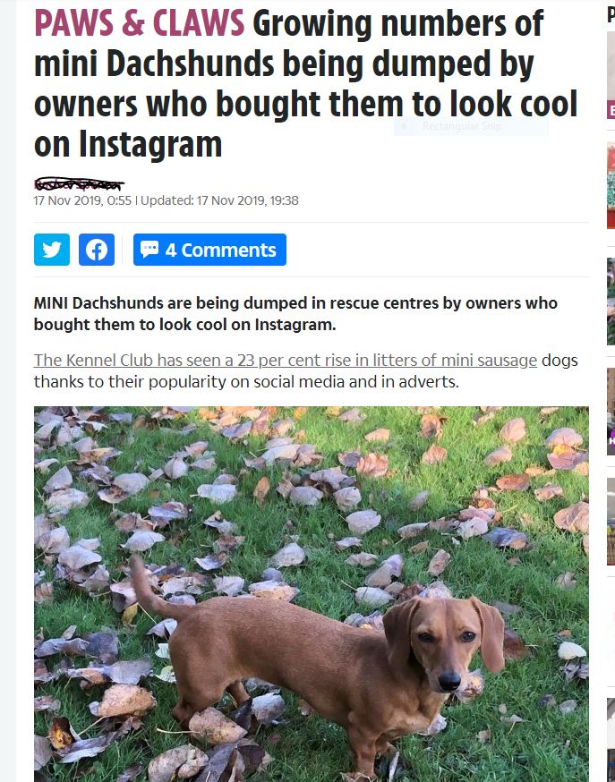 photo caption - Paws & Claws Growing numbers of mini Dachshunds being dumped by owners who bought them to look cool on Instagram , | Updated , 4 Mini Dachshunds are being dumped in rescue centres by owners who bought them to look cool on Instagram. The Ke