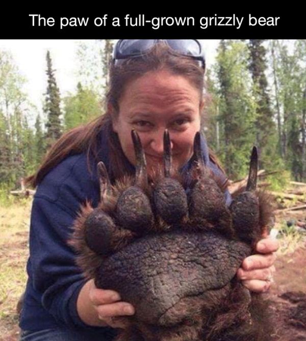 The paw of a fullgrown grizzly bear