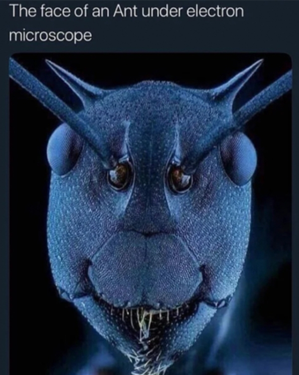ant face under electron microscope - The face of an Ant under electron microscope