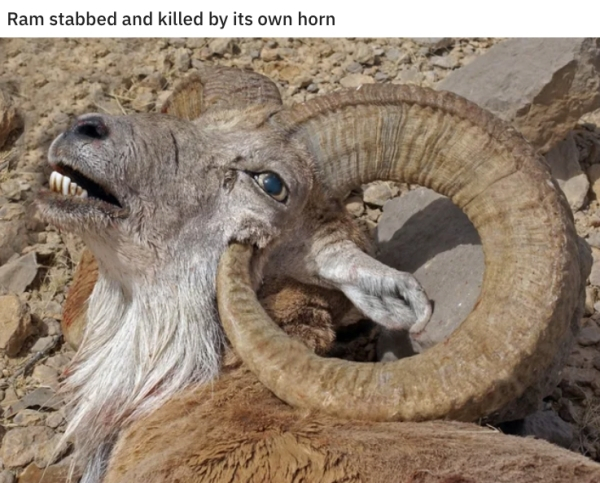 ram killed by own horn - Ram stabbed and killed by its own horn