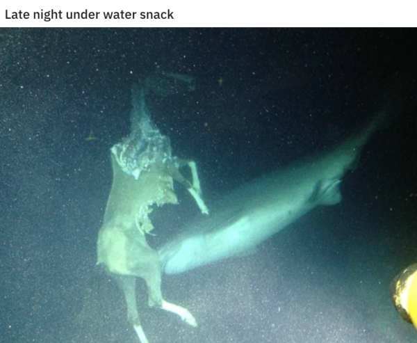 shark eating horse reddit - Late night under water snack