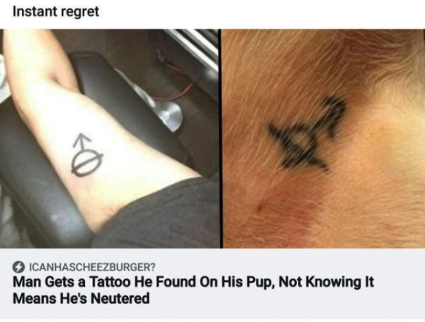 dog tattoo - Instant regret Icanhascheezburger? Man Gets a Tattoo He Found On His Pup, Not Knowing It Means He's Neutered