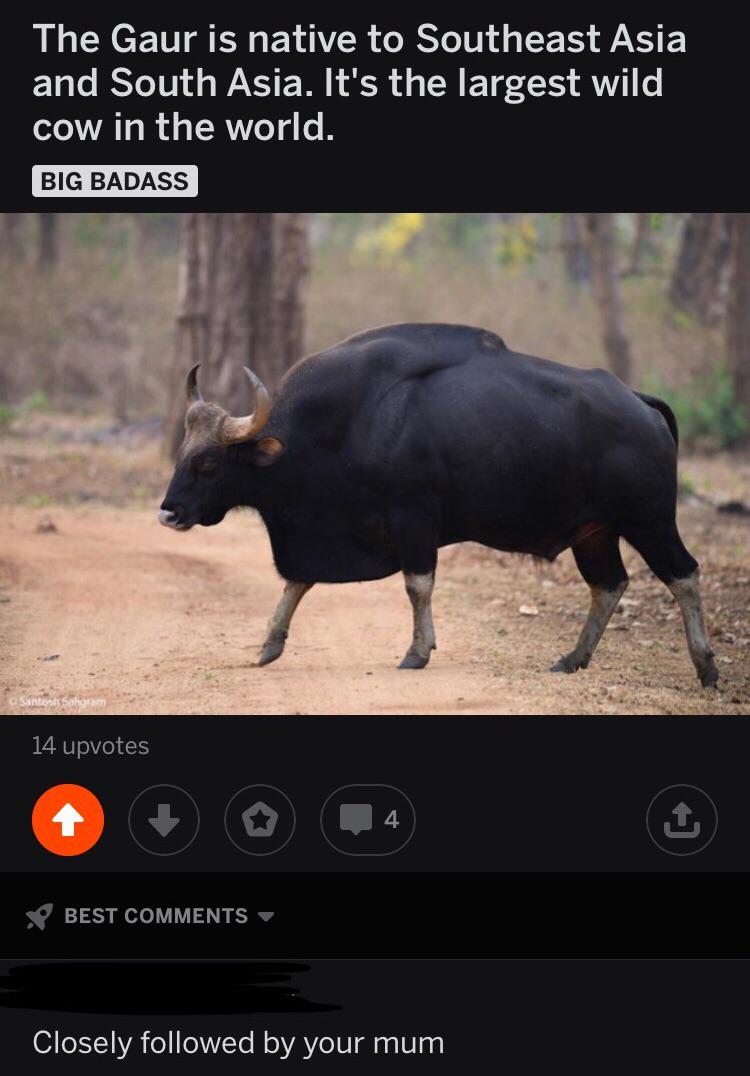 bull - The Gaur is native to Southeast Asia and South Asia. It's the largest wild cow in the world. Big Badass Santosh Saharam 14 upvotes Best Closely ed by your mum