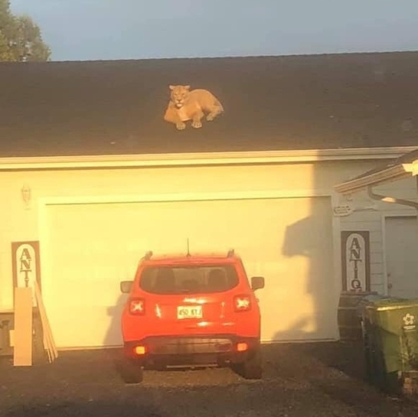 cougar on roof