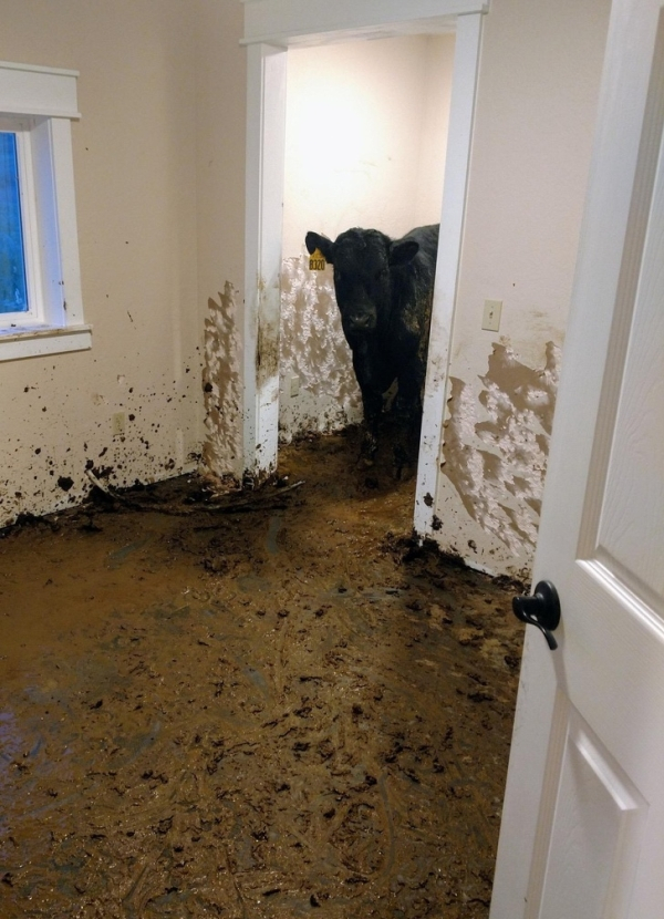 cows in house in montana