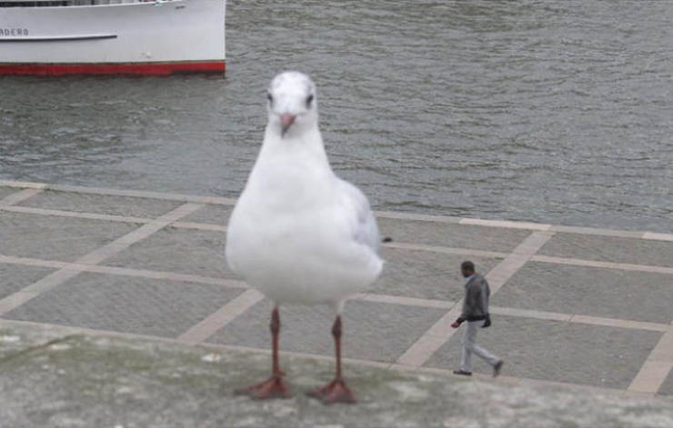 giant seagull - Derd