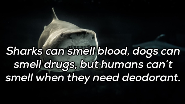 fish - Sharks can smell blood, dogs can smell drugs, but humans can't smell when they need deodorant.