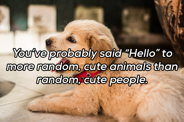 golden retriever puppy hd - You've probably said "Hello" to more random, cute animals than random, cute people.