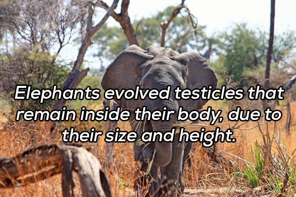 africa dangerous elephant - Elephants evolved testicles that remain inside their body, due to their size and height