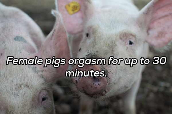 Female pigs orgasm for up to 30 minutes.
