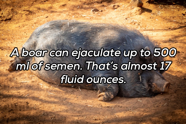 Aboar can ejaculate up to 500 ml of semen. That's almost 17 fluid ounces.