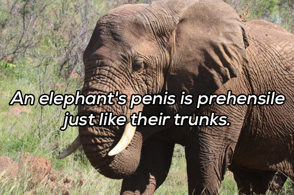wrinkly elephant - An elephant's penis is prehensile just their trunks.