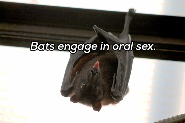 bat meat - Bats engage in oral sex.